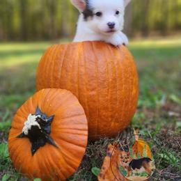 Jackpot - Gray and white male American Corgi puppy in Cameron, North Carolina from Butts Family Corgis