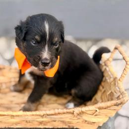 Orange - Black tri male Miniature Australian Shepherd puppy in 32046, Florida from River Hill Ranch