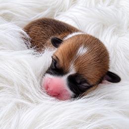 Yellow Boy - Sable male Pembroke Welsh Corgi puppy in Port St. Lucie, Florida from AW Corgis