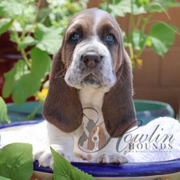 Bumble - Blue tan and white male Basset Hound puppy in Surprise, Arizona from Howlin Hounds