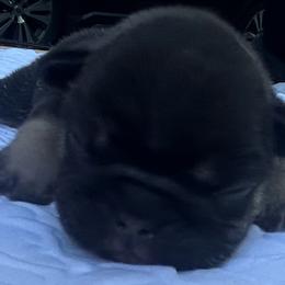 Picard - Black and tan male French Bulldog puppy in Rhode Island from Hope Valley Hounds