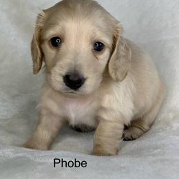 Phobe - Cream female Dachshund puppy in Saint Petersburg, Florida from Sunshine Doxie Ranch
