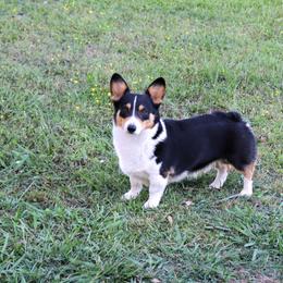 Rock - Pembroke Welsh Corgi