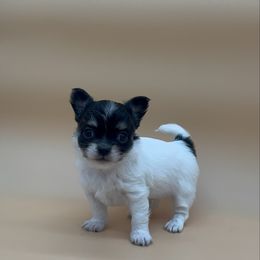 Ben - Black and white male Chihuahua puppy in Smyrna, Georgia from GeorgiasChihuahuas