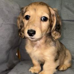 Evelyn - Dapple female Dachshund puppy in Goldthwaite, Texas from Mini Mama Dachshunds