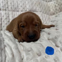 Male 6 - Yellow male Labrador Retriever puppy in Wardensville, West Virginia from Sager’s Labrador Puppies