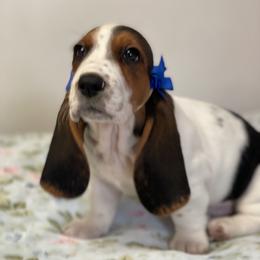 Jasmine - Black brown and white female Basset Hound puppy in Remington, Virginia from Lotus Rose Basset hounds