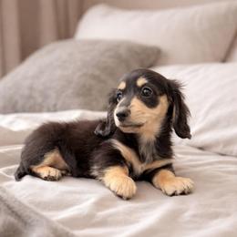 Whisper - Black and cream female Dachshund puppy in Mc Donough, Georgia from Hot Diggity Doxies