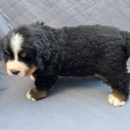 Lola - Black rust and white female Bernese Mountain Dog puppy in Alpharetta, Georgia from Bravura Bernese Mountain Dog