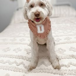 Cova Reece - Goldendoodle