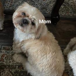 Bella - Shih Tzu