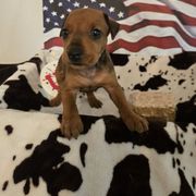 Bell- Red Female - Red female German Pinscher puppy in Chatham, Virginia from Wild Mountain Haven K9