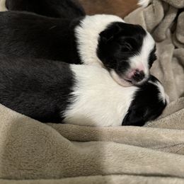 Shetland Sheepdog Puppies from Jennifer Bertke's German Shepherds