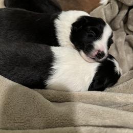 Shetland Sheepdog Puppies from Jennifer Bertke's German Shepherds