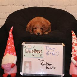 Goldendoodle and Poodle Puppies from Partridge Doodles and Poodles