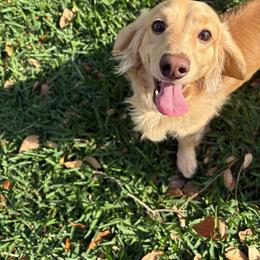 Woody - Cream male Dachshund puppy in Tampa, Florida from Sunkissed Doxies