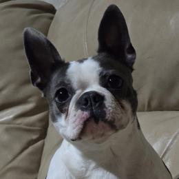 Peppa - Boston Terrier