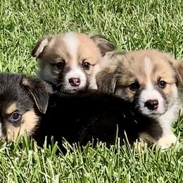 Pembroke Welsh Corgi Puppies from A&A’s Adorable Corgis