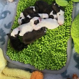 Girl 1 - White female Bulldog puppy in Tierra Verde, Florida from Destiny Kennel