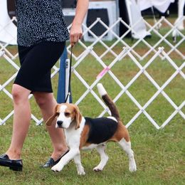 Wyatt - Beagle
