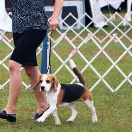 Wyatt - Beagle