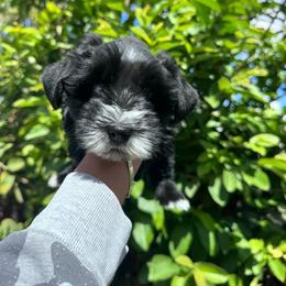 Boy 2 - Black male Miniature Schnauzer puppy in Santa Ana, California from Thehood_weenies