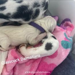 Dalmatian Puppies from Glasscock Dalmatians