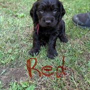 Boykin Spaniel Puppies from Jacki Riehl