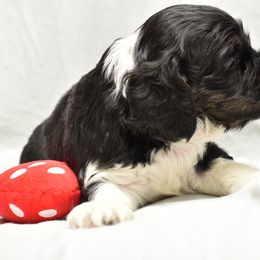 Cocker Spaniel Puppies from Minster Cocker Spaniels