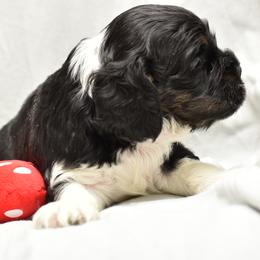 Cocker Spaniel Puppies from Minster Cocker Spaniels