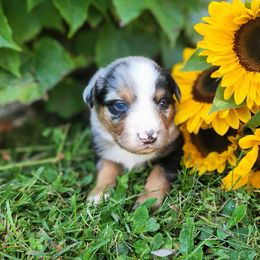 Raphie - Blue merle male Miniature Australian Shepherd puppy in Sandown, New Hampshire from Ashby Lou Aussies