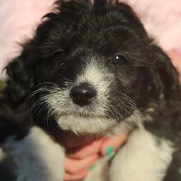 Arista - Black and white female Aussiedoodle puppy in Four Oaks, North Carolina from RoseWest Farms