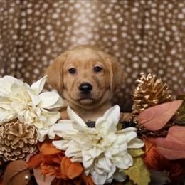 Balto - Yellow male Labrador Retriever puppy in Twin Falls, Idaho from Whispering White Pines Labradors