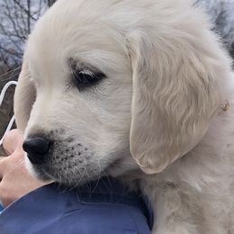Golden Retriever Puppies from MayHaven English Cream Retrievers