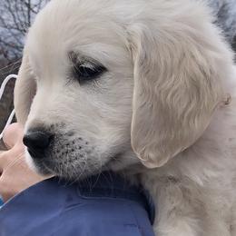 Golden Retriever Puppies from MayHaven English Cream Retrievers