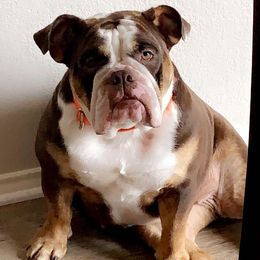 Lucy - American Bulldog
