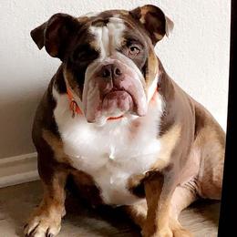 Lucy - American Bulldog