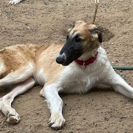 Redford - Mahogany red male Borzoi puppy in Alpine, California from Wildwood Hounds