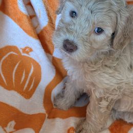 Liberty - Apricot female Goldendoodle puppy in Memphis, Tennessee from Harlee Rose n Doodles