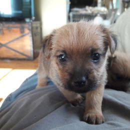 Norfolk Terrier Puppies from B-Joli Norfolk Terriers