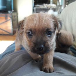 Norfolk Terrier Puppies from B-Joli Norfolk Terriers