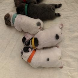 French Bulldog Puppies from Fiddyment Farm Frenchies