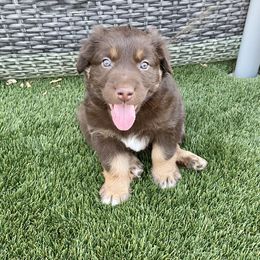 Boy 7 - Red Australian Shepherd puppy in Surprise, Arizona from Magley Ranch Aussies
