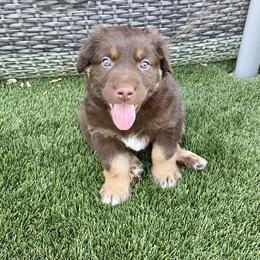 Boy 7 - Red Australian Shepherd puppy in Surprise, Arizona from Magley Ranch Aussies