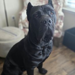 El Jefe De La Muerte - Cane Corso