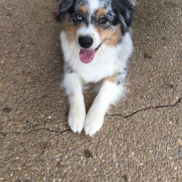 Australian Shepherd Puppies from Triple S Aussies