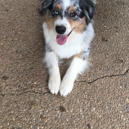 Australian Shepherd Puppies from Triple S Aussies