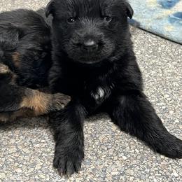 German Shepherd Puppies from Valiant Shepherds