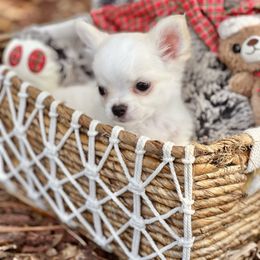 Duke - Cream and white male Chihuahua puppy in Oviedo, Florida from ROYALCHIHUAHUAPUPPY