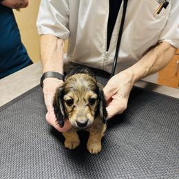 Daphne - Cream female Dachshund puppy in Altus, Oklahoma from Johnson Prairie Pups